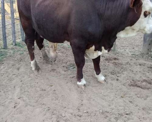 Vendo Campo Establecimiento Don Angel