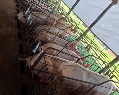 Cerdas Topig Preñadas Liquido