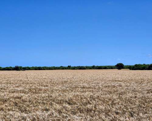 Er0345 4000 HA. Mixto Felciano Entre Rios