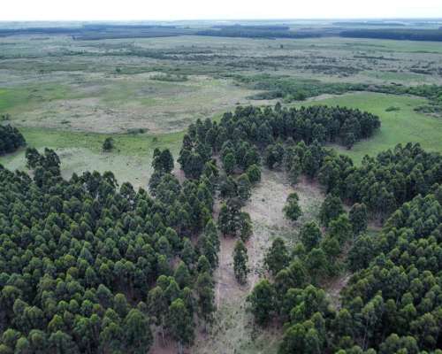 289 Has muy Buen Campo Forestal y Ganadero en Entre Ríos