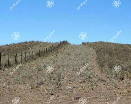 Campo en Venta 28000 Has, Gral Alvear, Mendoza