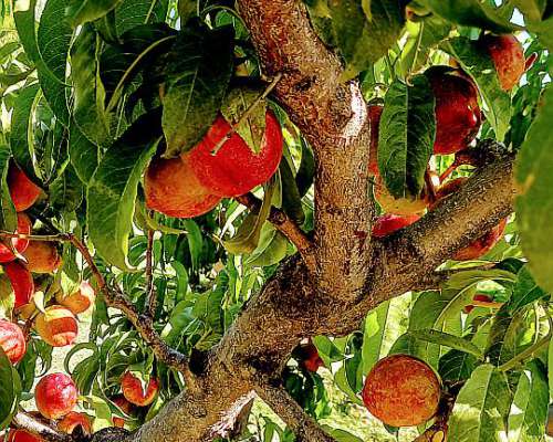 San Rafael Finca de 64 Has con Pozo Sobre Ruta 154