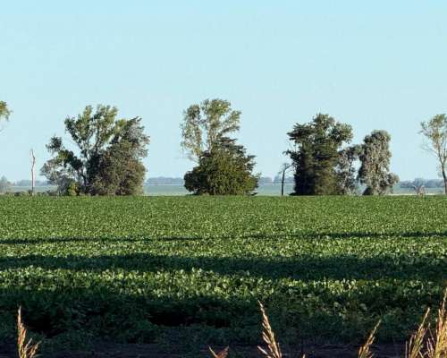 Campo 178 Hectáreas Agrícola