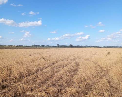 1.000 Hectáreas Agricolas. Suelo 1. Saltó.
