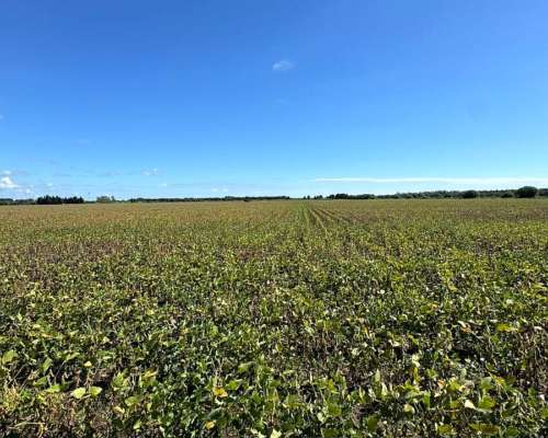 Campo Agrícola 26 Has