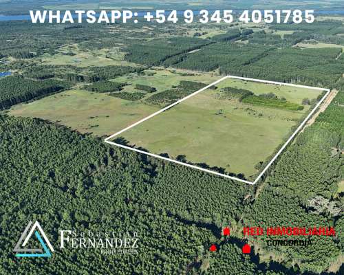 50 Has Limpias, Óptimo Forestación, Pecán, Etc.