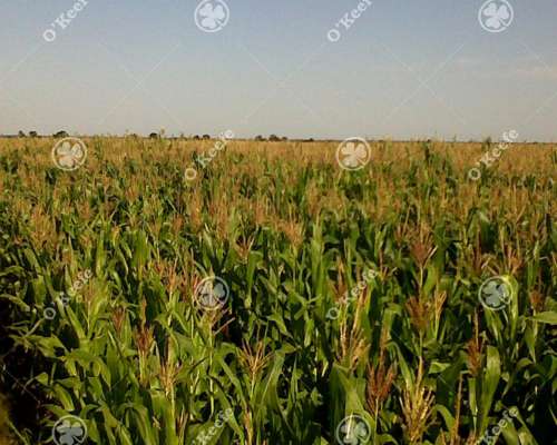 Campo en Venta de 31000 Has en Santa FE. Ganaderas/agrícolas