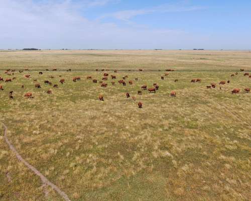 463 Has en Daireaux, BS. AS. - Ganadero - Venta