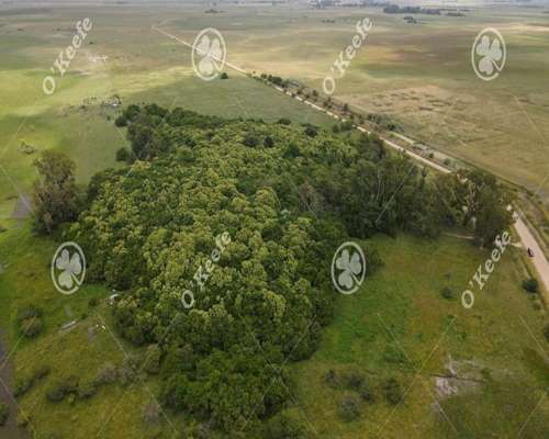 Campo en Venta de 240 Has en Chascomus. Mixto