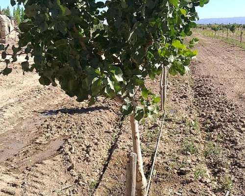 Pistacho - en Produccion - Finca en Venta – Oportunidad.