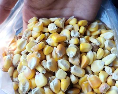 Maíz Amilacio Granel o Embolsado