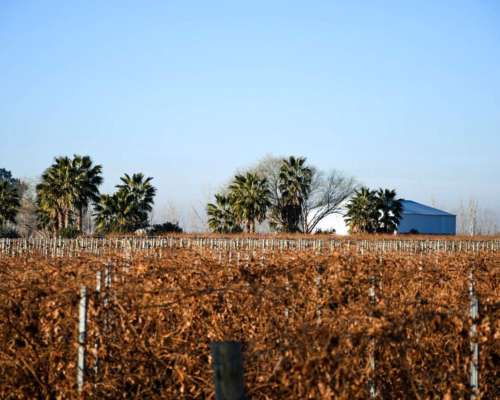 Lavalle- 85 HA- Mendoza