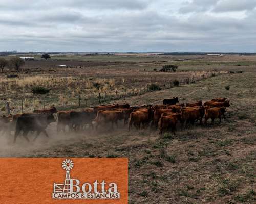 Campo Alfalfero en Venta — 1.220 Has Batavia, San Luis