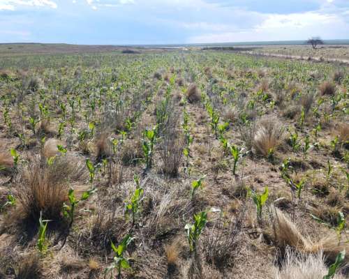 Unión, San Luis. 13000 Has. Excelente Estancia Ganadera