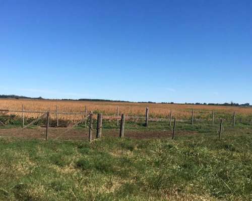 Venta Campo San Pedro Oportunidad 47 Hectáreas Agrícolas