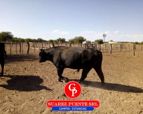 En Venta 2.500 Has Chacharramendi la Pampa.-