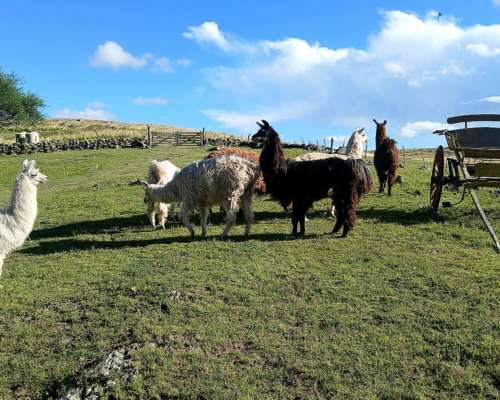 Vendo Llamas, Varios Colores, Malagueño Córdoba