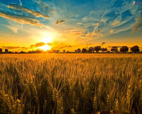 Campo Prueba Agroads 100 Has