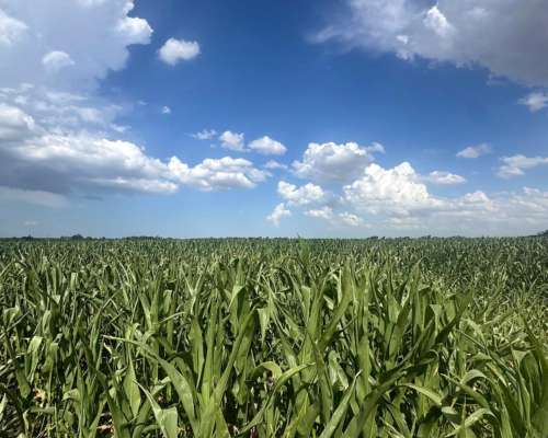 Campo 185 Hectáreas Agricolas Rueda ( Santa FE)