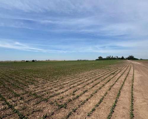 Campo de 144 Hectáreas Agrícolas