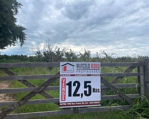 Campo de 12,5 Has con Monte de Durazno San Pedro