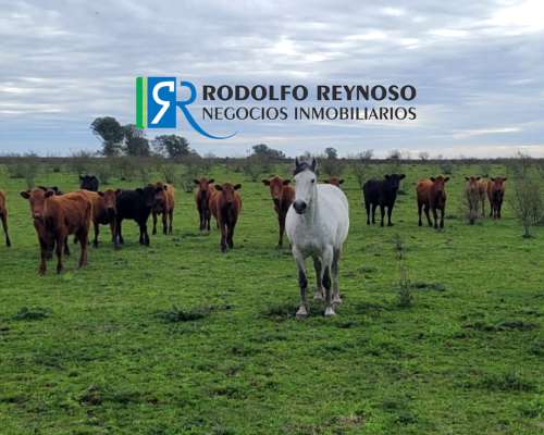 137 HA. Ganaderas en Entre Ríos