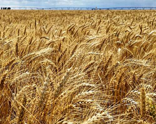 3000 Has Excepcionales con Riego en la Provincia de Córdoba.