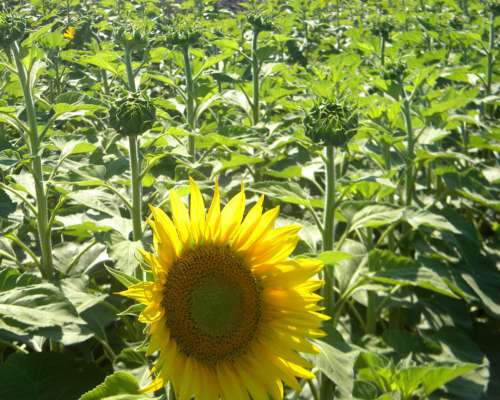 440 Ha en Marcos PAZ BS AS Agricolas