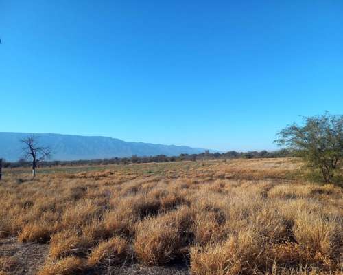 Campo con Fabrica de Aceite de Oliva en Catamarca
