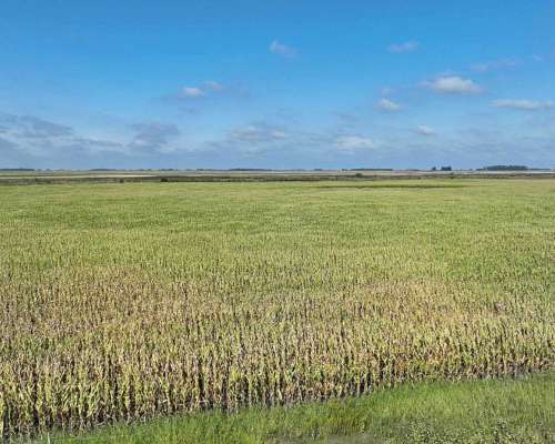 Pcia. de Buenos Aires - Roque Perez 243 Ha