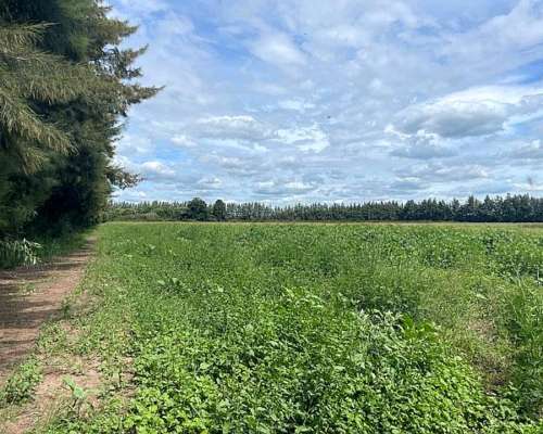 Campo de 12,5 Has 100 % Agrícolas de Excelente Calidad