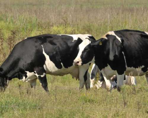 Tambo en Santa FE Busca Vacas para Alquilar