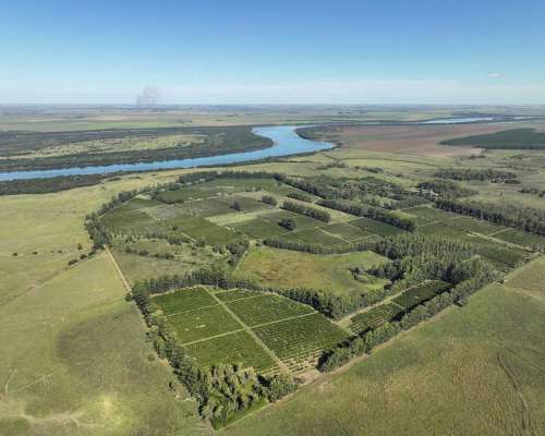 Pcia. de Corrientes - Alvear 115 Ha