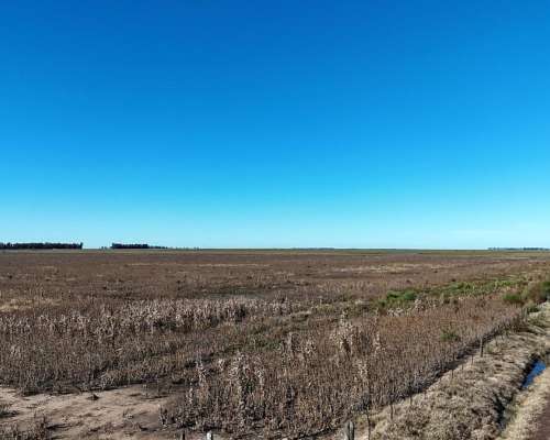Campo 223 Ha Santa Regina, Gral. Villegas, BS. AS.