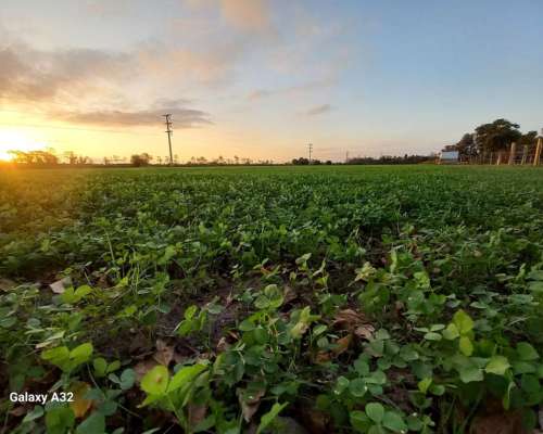 Alfalfas WL - WL 828