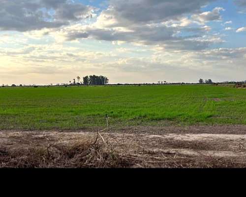 Alquilo 420 Has Agrícola Zona Ruta 205 para Maíz a Convenir