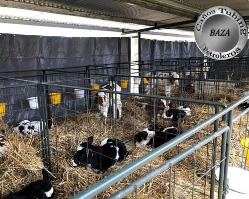 Guacheras Móviles para 20 Terneros