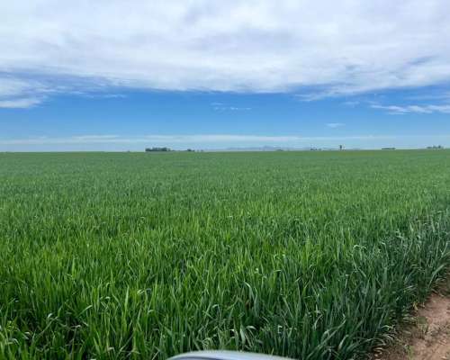 Campo Agrícola 900 Hectáreas