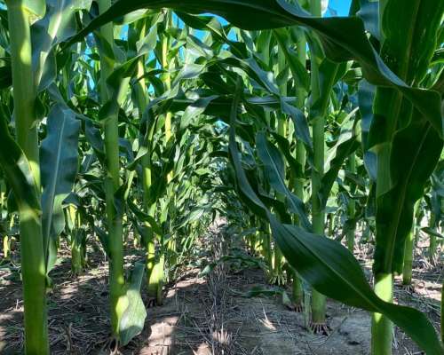 Venta Campo Mixto 687 Has. Zona Tostado (est. Pini) Santa FE