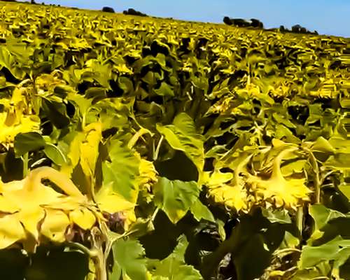 Bdo de Irigoyen 50 Has. Agrícola-ganadero. Campo en Venta.