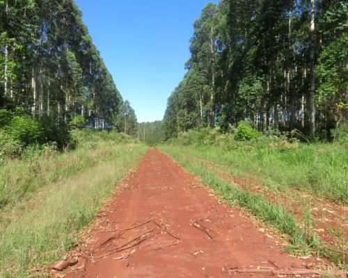Gdor. Virasoro - 1458 Ha - Corrientes
