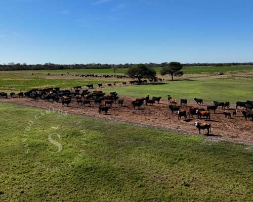 Venta Campo Mixto. 196 HA. la Camila, Santa FE.