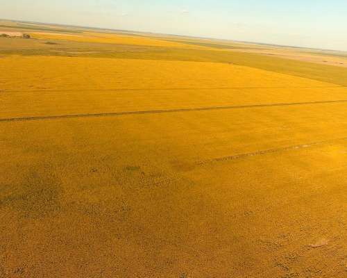 Campo en el Fortin, Córdoba 115 Has en Venta