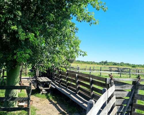 Campo Ganadero 1470 Has Pcia de la Plaza Chaco