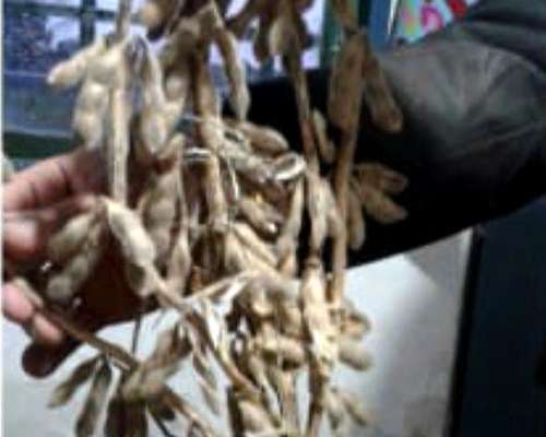 Soja NO GMO Fiscalizada la Manuela 448