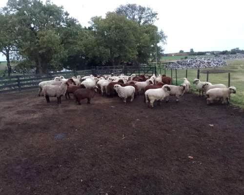 Vendo Majada de 40 Animales.