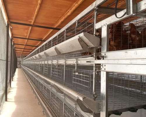 Galpones para Granja de Ponedoras