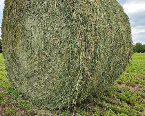 Rollos de Alfalfa de Primera