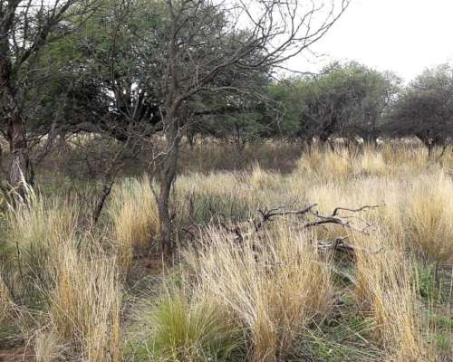 3000 Ha de Monte en Candelaria