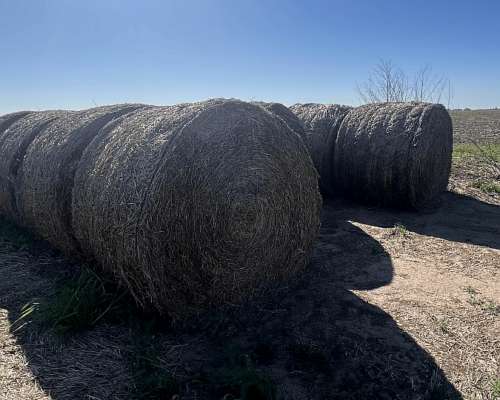 Rollos de Alfalfa 3era (oferta por Tiempo Limitado)